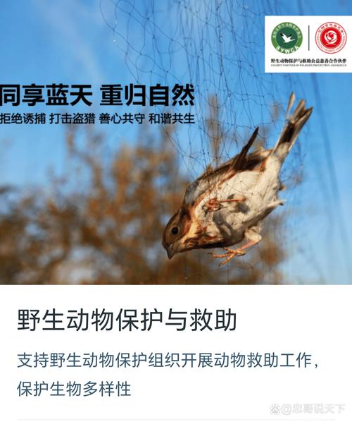 祭鸟节，解码白族传统中的生态智慧与文化密码