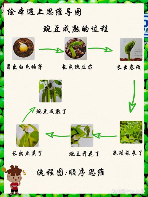 豌豆花儿，自然教育中的生命启蒙课