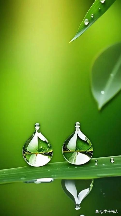 露珠与绿叶，教育生态中的共生智慧