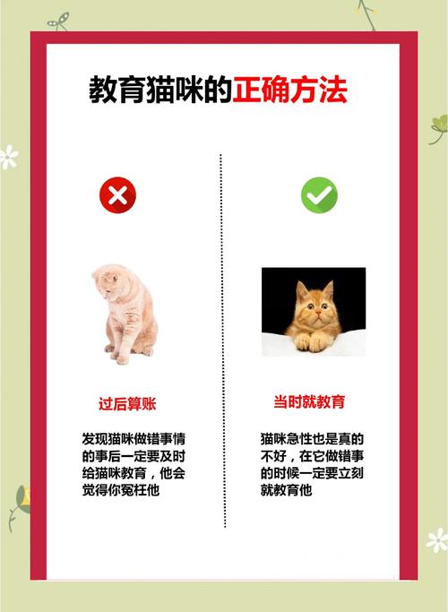 从猫科动物到教育启示，解密猫兵育人模式的内在逻辑