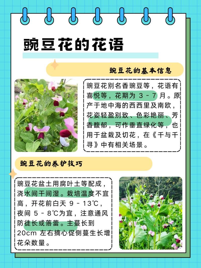 豌豆花开的启示，论自然观察在教育中的生命力