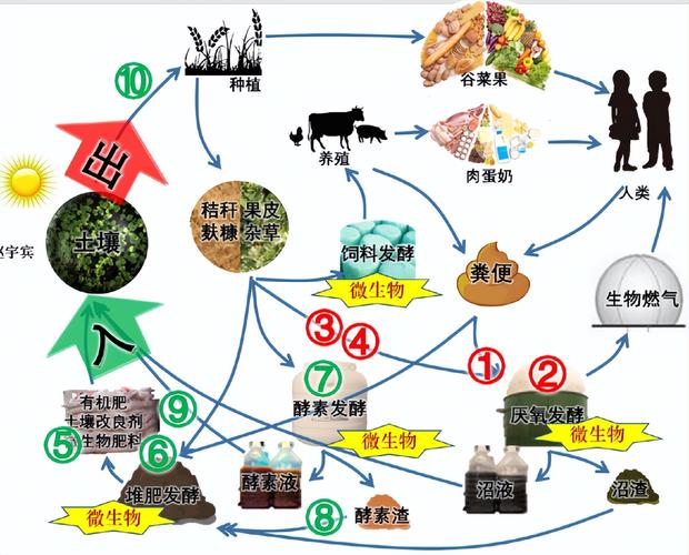 从萝卜回来了看循环式互助教育模式构建