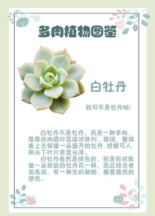白牡丹，自然之美中的生命教育启示