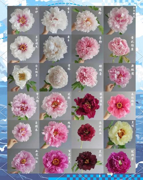 权力与花语，慈禧太后与牡丹的文化符号解析