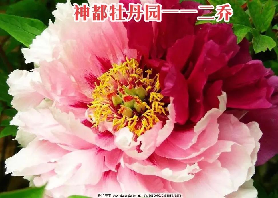 花二乔传说，绽放在历史褶皱中的教育启示