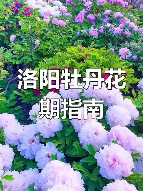 邙山厚土育国色，从洛阳牡丹看乡土教育的生命力