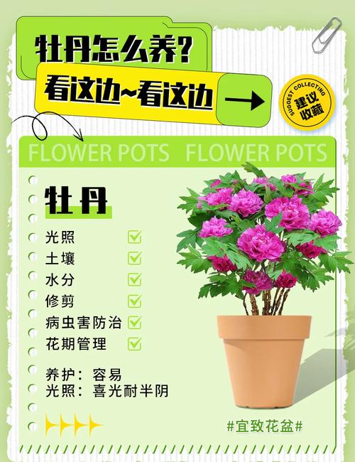 牡丹园里的教育启示，在自然之美中重塑育人智慧
