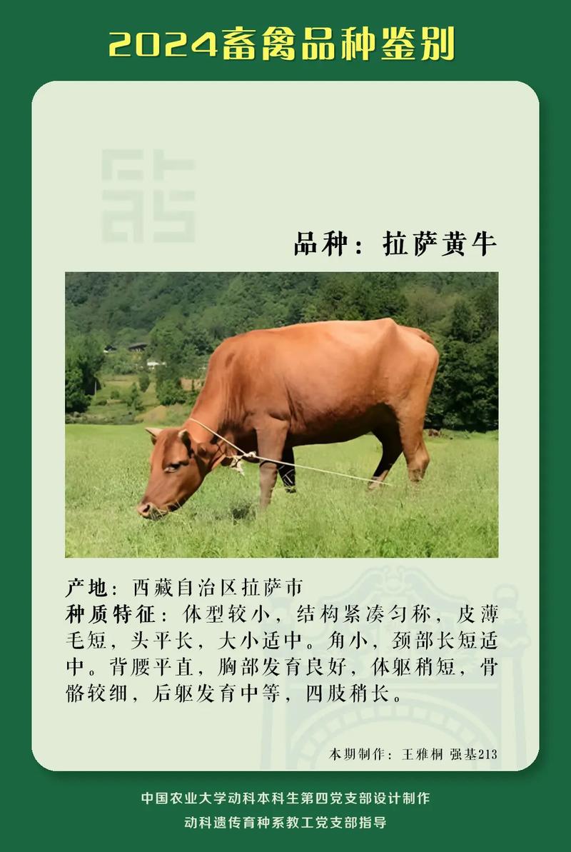 第二次尝试，他们开始细究动物的本能差异。黄牛食量大，就划出大片草地给它；毛驴食性温和，另辟一处草料场；鸡则单独围在小院中。他们以为，这次总算回归了因材施教的本源—各安其位，各得其所