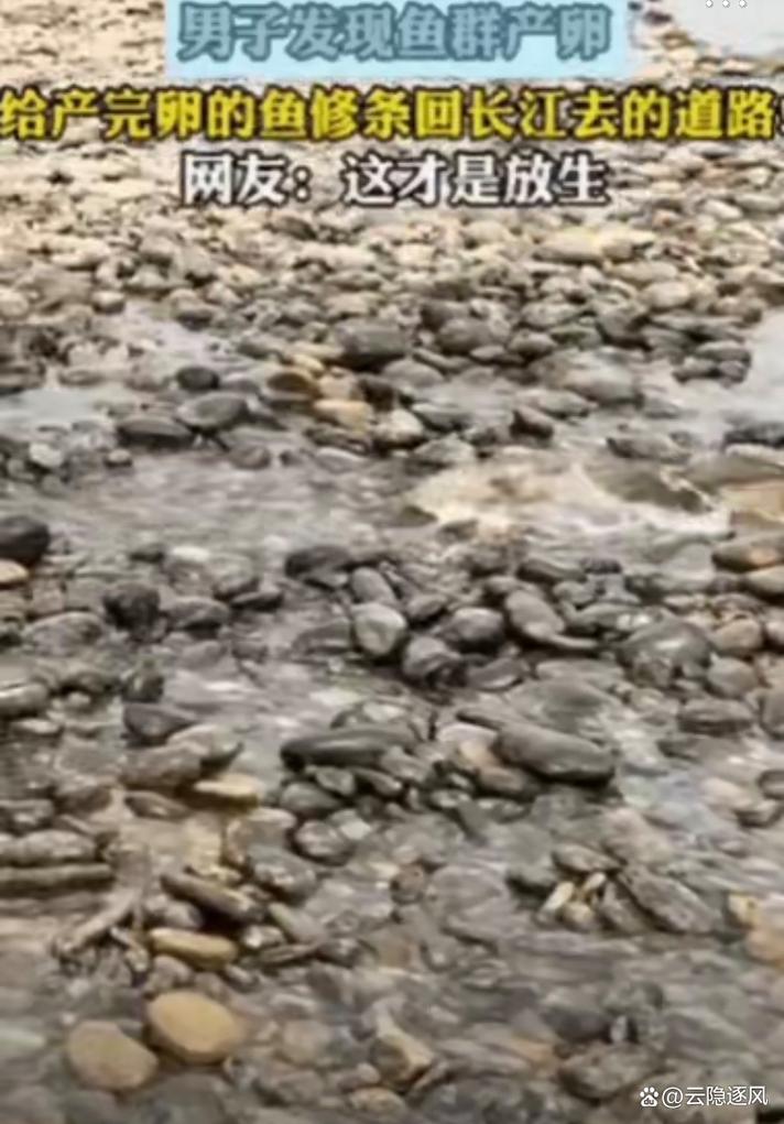 鲤鱼石，被分数困住的鲤鱼