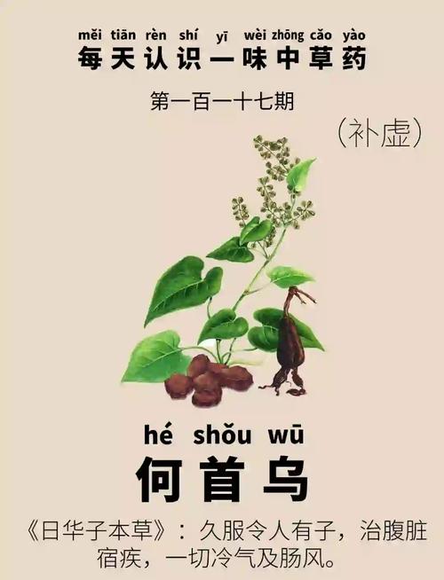 一株何首乌的千年回响，名医、囚徒与本草里的教育真谛