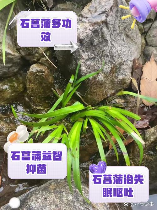 二十七汉武帝巧遇石菖蒲，帝王之眼与草木之智