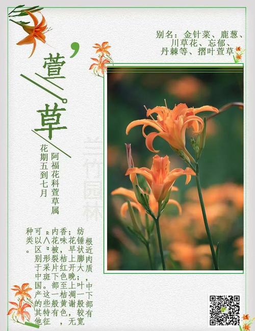 二十五疗愁忘忧话萱草，一株忘忧草的前世今生
