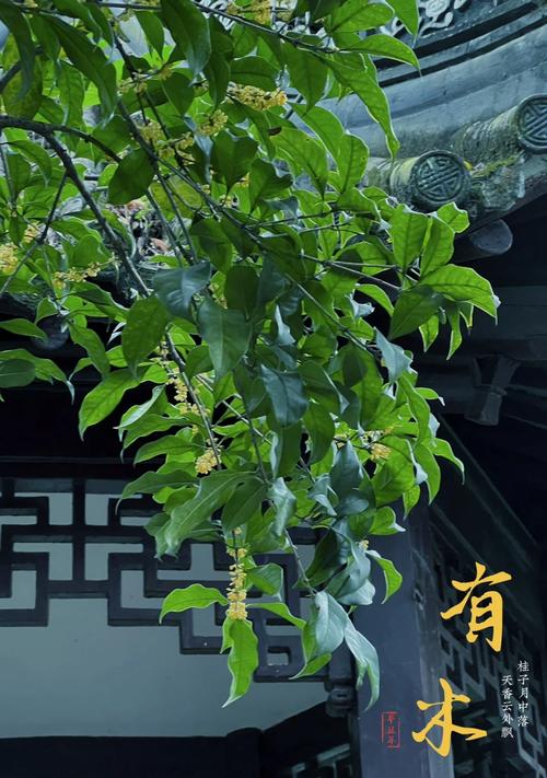 二十载桂子落书声