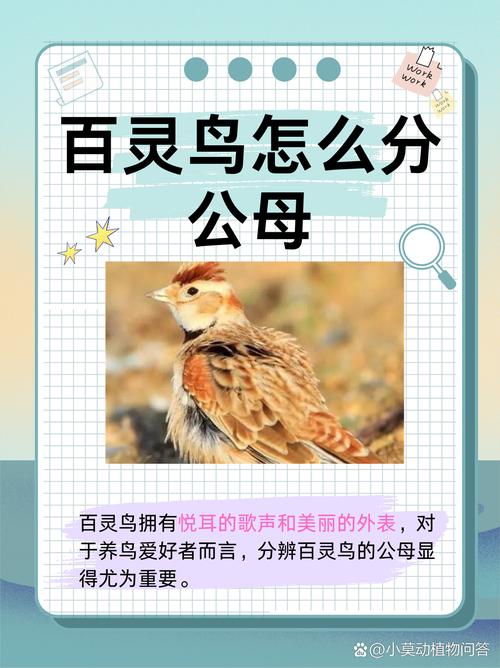 教室里的百灵鸟，当孩子爱说话，教育的智慧是引导而非消音