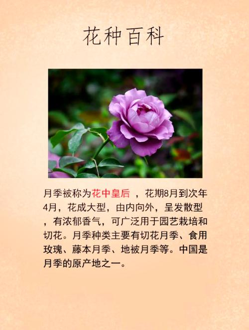 月季花语，十八王妃的伦理课