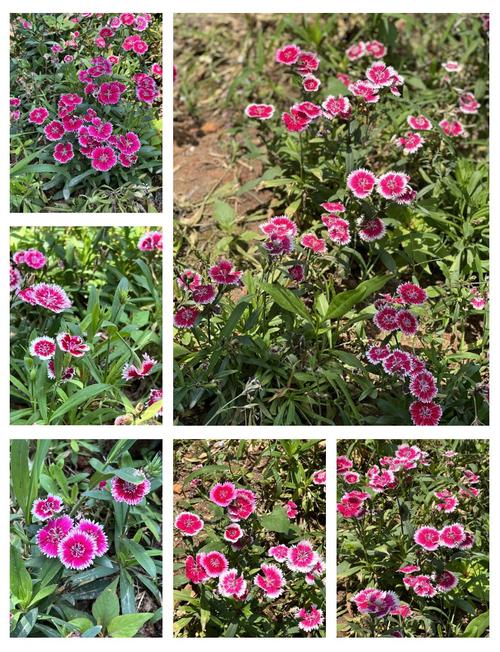 二石竹花，青石缝里绽放的母亲花