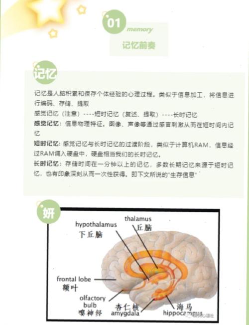 背书慢就是脑子笨？教育专家揭秘记忆力的科学真相