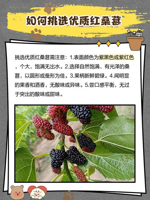 红桑果的启示，教育中的自然隐喻
